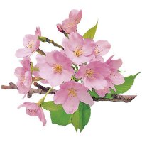 [レンジ対応] 装飾フィルム グルメシート 桜 丸 約70×70mm 100枚